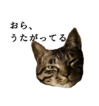 元野良猫の吾作（個別スタンプ：16）