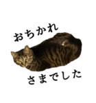 元野良猫の吾作（個別スタンプ：17）