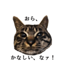 元野良猫の吾作（個別スタンプ：18）