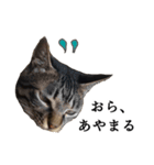 元野良猫の吾作（個別スタンプ：19）