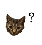 元野良猫の吾作（個別スタンプ：22）