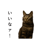 元野良猫の吾作（個別スタンプ：23）