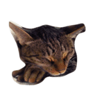 にしだて家のねこ（個別スタンプ：1）