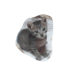にしだて家のねこ（個別スタンプ：2）