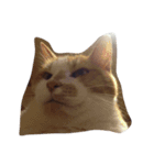 にしだて家のねこ（個別スタンプ：3）