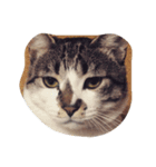 にしだて家のねこ（個別スタンプ：4）