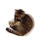 にしだて家のねこ（個別スタンプ：5）