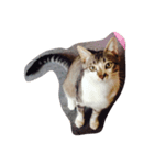 にしだて家のねこ（個別スタンプ：7）