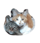 にしだて家のねこ（個別スタンプ：8）