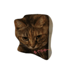ねこたち〜（個別スタンプ：1）