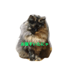 ねこたち〜（個別スタンプ：2）
