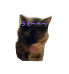 ねこたち〜（個別スタンプ：3）