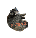 ねこたち〜（個別スタンプ：5）