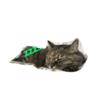ねこたち〜（個別スタンプ：6）