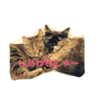 ねこたち〜（個別スタンプ：7）