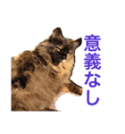 ねこたちその2（個別スタンプ：4）