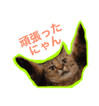 ねこたちその2（個別スタンプ：5）