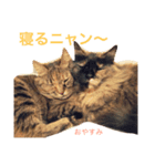 ねこたちその2（個別スタンプ：8）