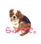 dande（個別スタンプ：2）