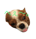 dande（個別スタンプ：3）