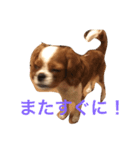 dande（個別スタンプ：4）