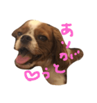 dande（個別スタンプ：6）