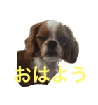 dande（個別スタンプ：8）