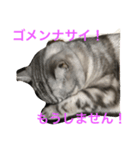 ねこの日常2（個別スタンプ：2）