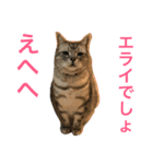 ねこの日常2（個別スタンプ：7）