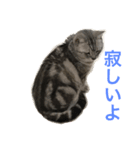 ねこの日常2（個別スタンプ：8）