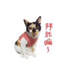 Jiu.Niu.life（個別スタンプ：12）