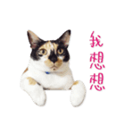 Jiu.Niu.life（個別スタンプ：23）