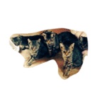 にしだて家のねこねこ（個別スタンプ：1）