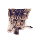 にしだて家のねこねこ（個別スタンプ：2）
