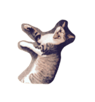 にしだて家のねこねこ（個別スタンプ：3）
