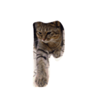 にしだて家のねこねこ（個別スタンプ：4）