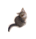 にしだて家のねこねこ（個別スタンプ：5）