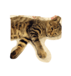 にしだて家のねこねこ（個別スタンプ：6）