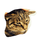 にしだて家のねこねこ（個別スタンプ：8）