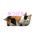 猫やぎさん日常（個別スタンプ：2）