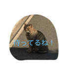 猫やぎさん日常（個別スタンプ：5）