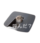 我が家のチュウさん（個別スタンプ：8）