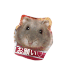 我が家のチュウさん（個別スタンプ：11）