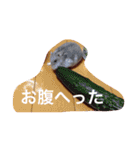 我が家のチュウさん（個別スタンプ：12）