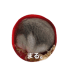 我が家のチュウさん（個別スタンプ：16）