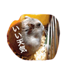 我が家のチュウさん（個別スタンプ：20）
