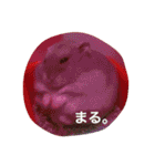 我が家のチュウさん（個別スタンプ：21）