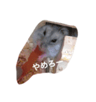我が家のチュウさん（個別スタンプ：26）
