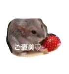 我が家のチュウさん（個別スタンプ：31）