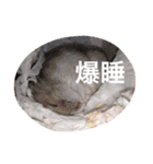 我が家のチュウさん（個別スタンプ：34）